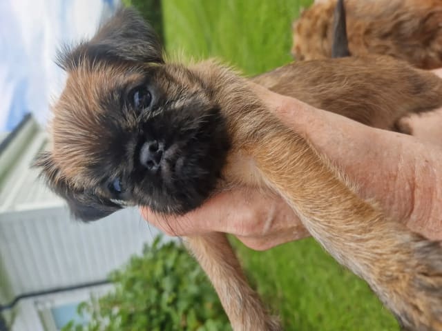 Griffon bruxellois
