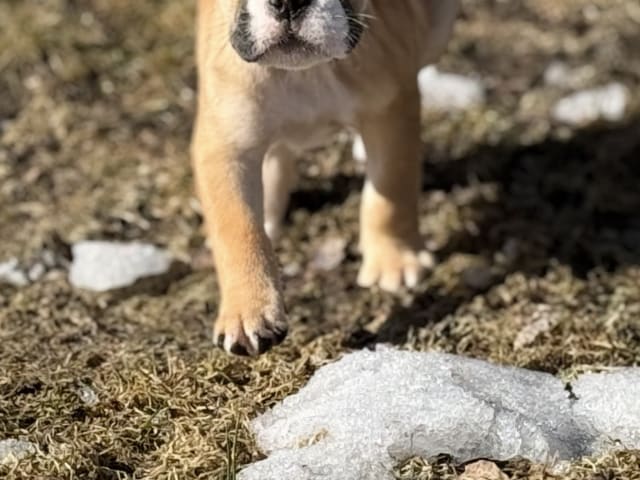Continental Bulldog