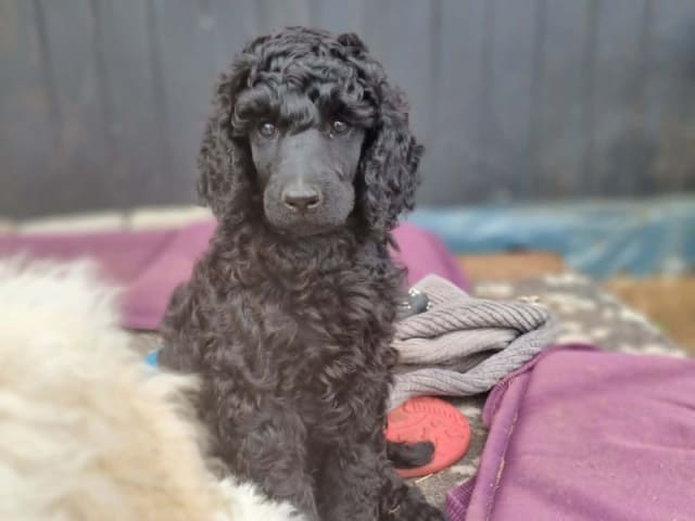 Standard Poodle