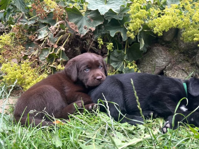 Labrador retriever · Lövestad · Sheep Trix