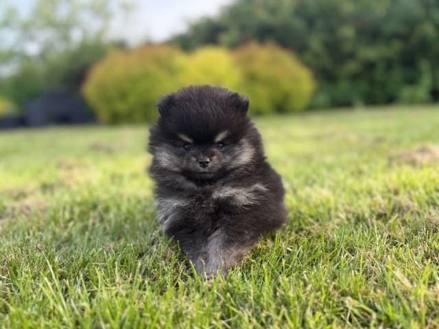 Pomeranian · Lem St · Marianne Elaine Nielsen