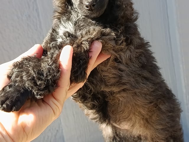 Miniature Poodle