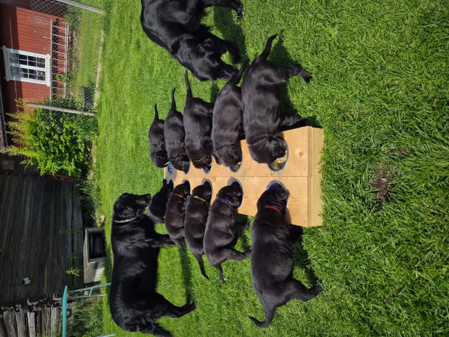 Flatcoated retriever · Fåberg · Beathe Nes