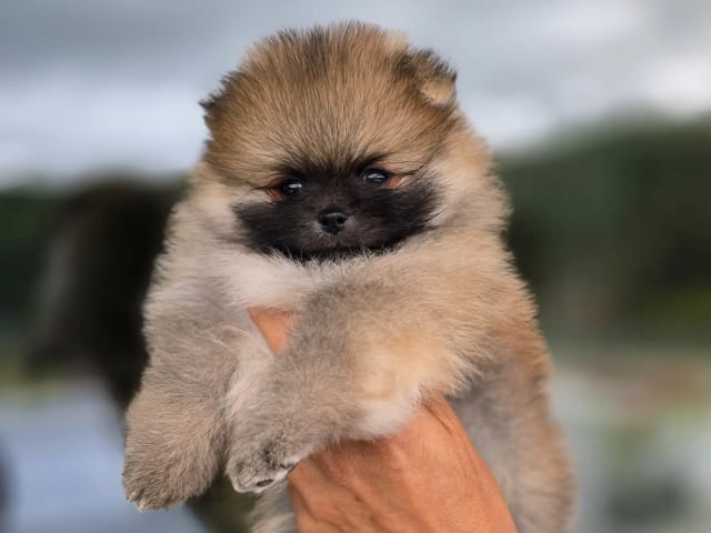 Pomeranian