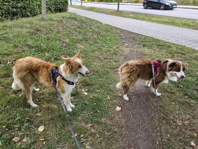 Border Collie · Limhamn · Ruckeltofta Gård