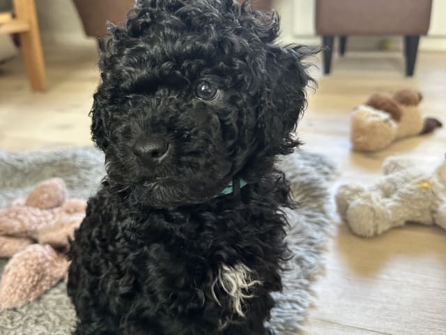 Skebopugotto