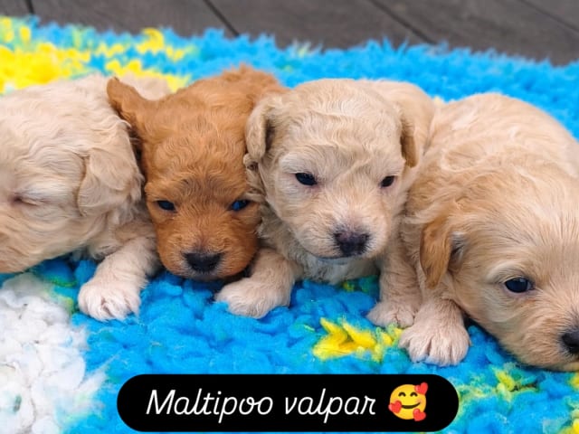 Maltipoo