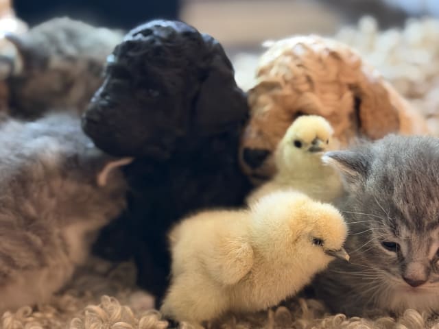 Miniature Poodle