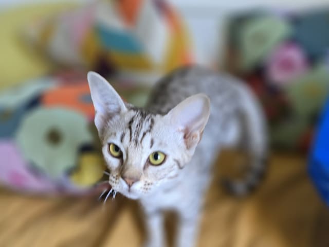 Ocicat · Uppsala · S*John-Johns