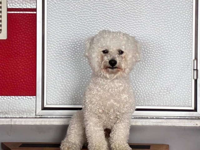 Bichon Frise