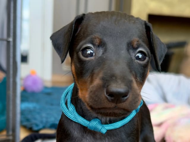 Manchester Terrier · Rennesøy · WestChester Kennel