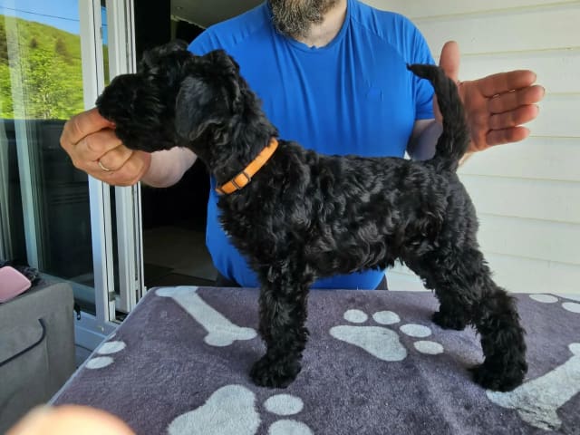 Kerry Blue Terrier · Stokmarknes · Blueshamrock
