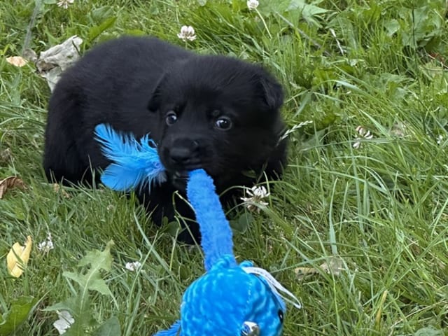 German Shepherd Dog · Søllested · Team Østergaard's