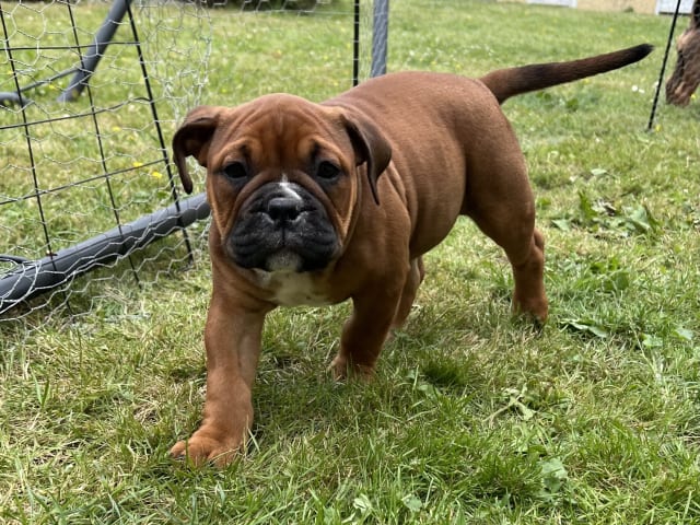 Olde English Bulldogge · Malmö · Ulrika L.