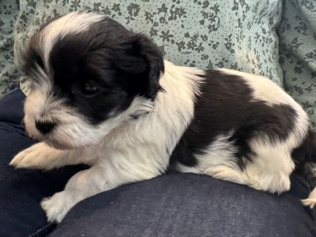 Havanese