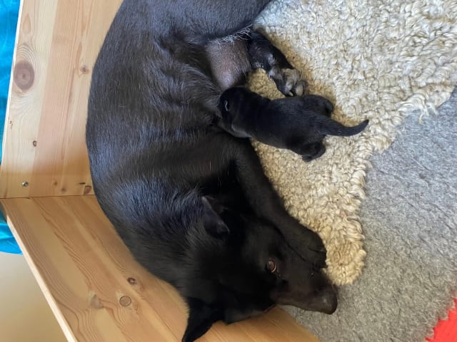 Norwegian Buhund