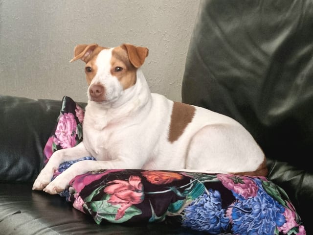 Dansk-svensk gårdhund · Karlstad · Pepparkakshusets kennel