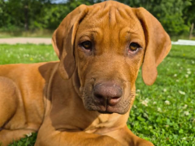 Rhodesian Ridgeback
