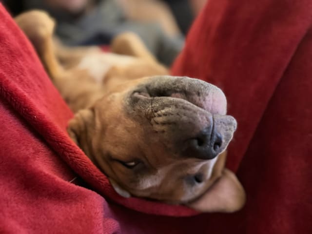American bully