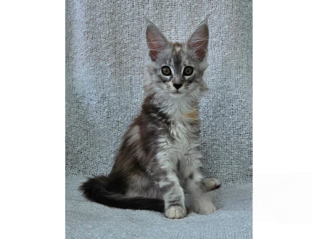 Maine Coon · Frösön · S*Dusty Coon's