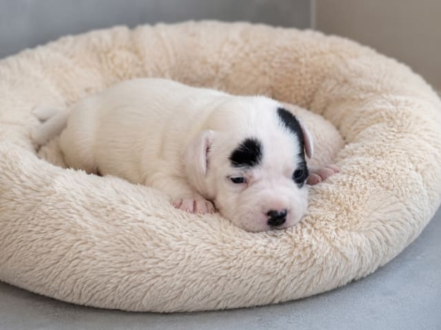 Staffordshire bull terrier