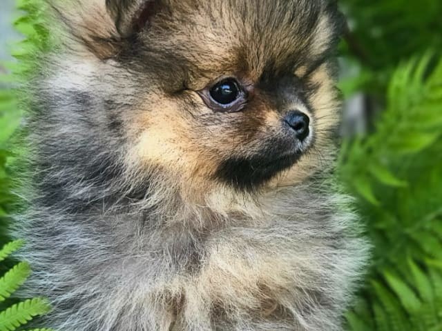 Pomeranian