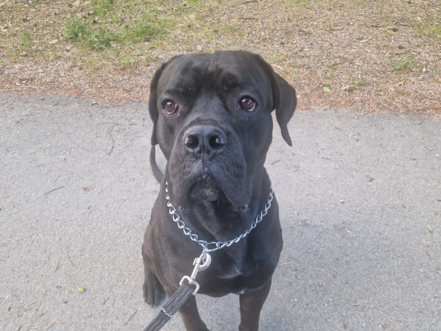 Cane Corso