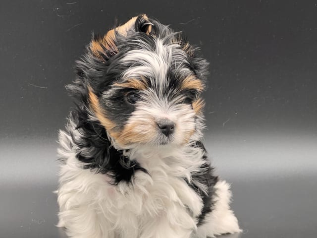 Biewer Terrier