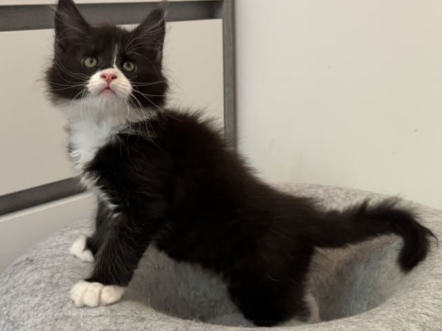 Maine Coon · Motala · SE*Power Tail’s