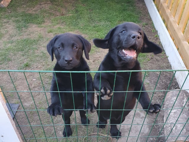 Labrador retriever · Karlstad · Emilia Magnusson
