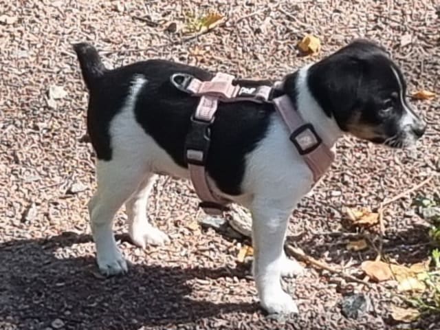 Dansk-svensk gårdhund · Karlstad · Pepparkakshusets kennel