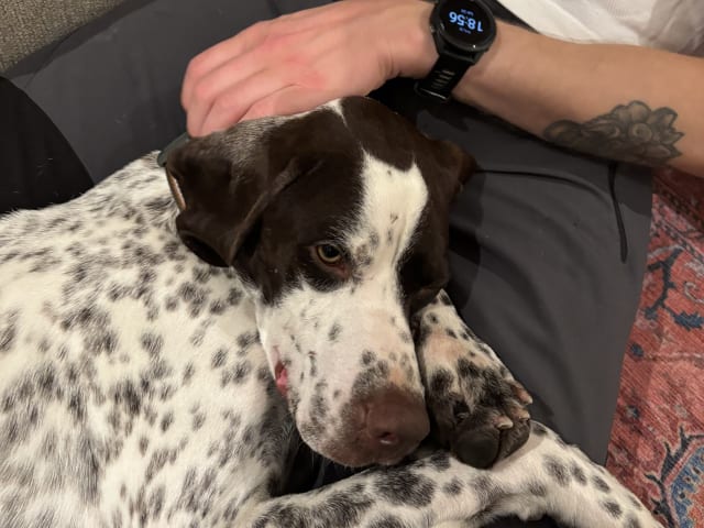 Pointer