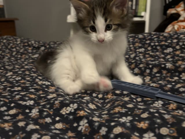 Norwegian Forest · Enköping · Lodahlshjem