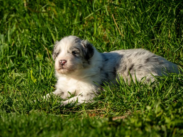 Australian Shepherd