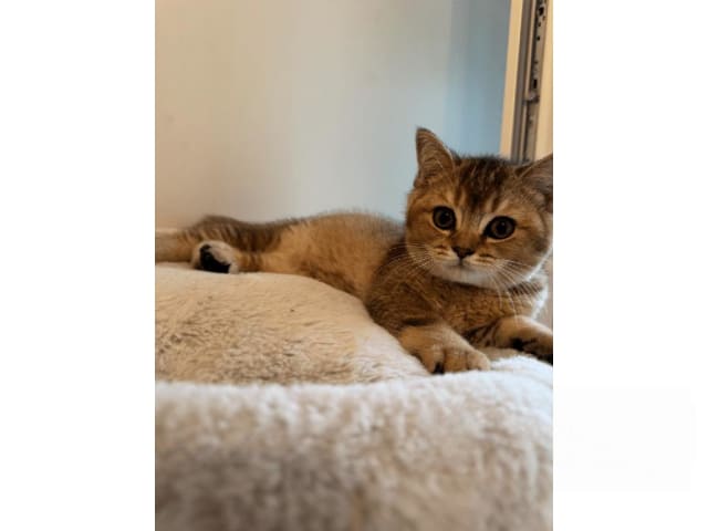 British Shorthair · Skövde · SE*Britessa
