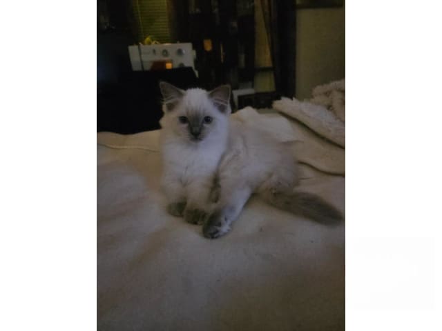 Ragdoll · Vårby · SE*Ragsu's