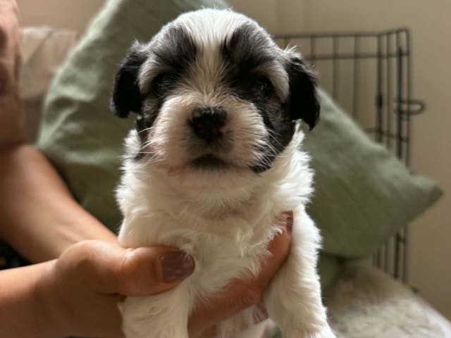 Mix - Maltese/Shih Tzu/Lhasa Apso · Malmö · Kristina Petkovska L.