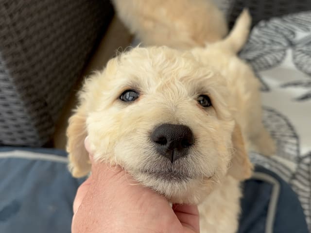 Goldendoodle