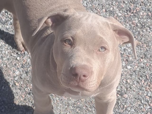 American Bully · Torshälla · Emelie R.