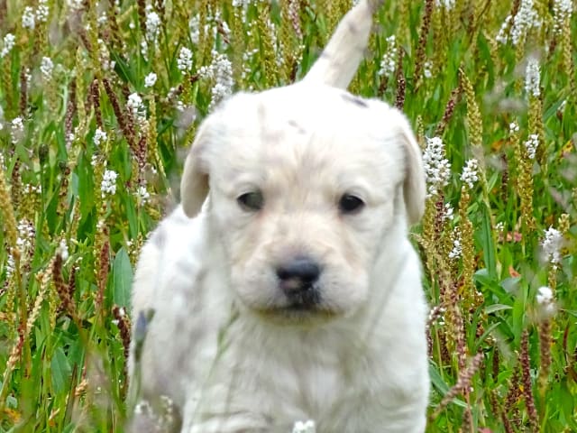 Labradoodle · överkalix · Humlehjarta