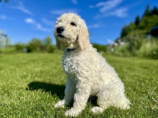 Goldendoodle