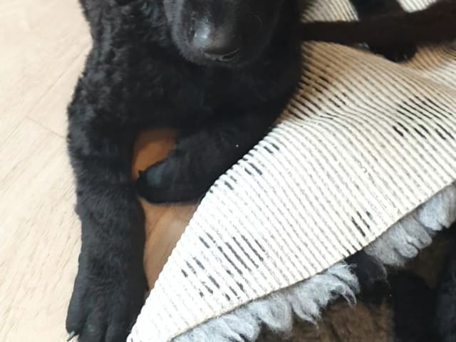 Curly Coated Retriever