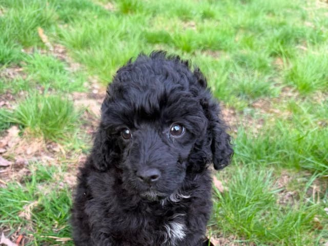 Medium Poodle