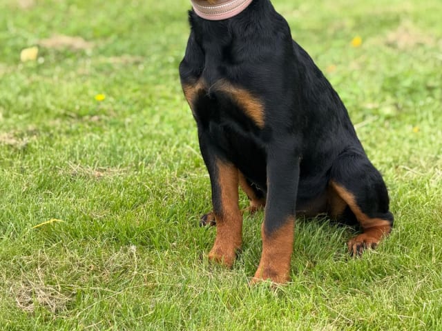 Rottweiler · Lödöse · Kennel Lexander's