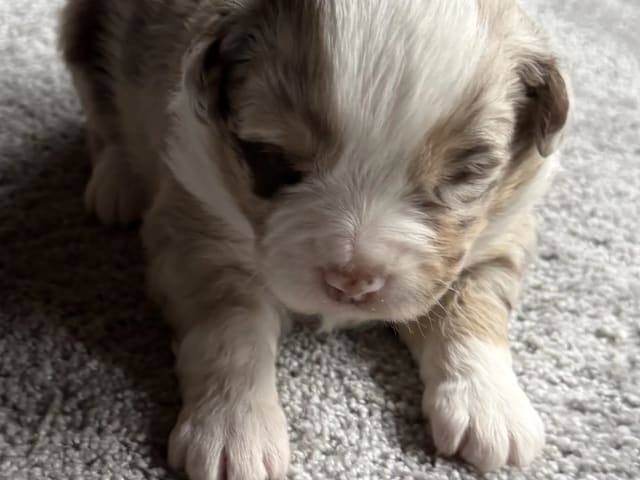 Miniature American Shepherd · Beitstad · Rita Iren Dalberg