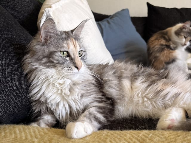 Maine Coon · Bjursås · Estelle W.
