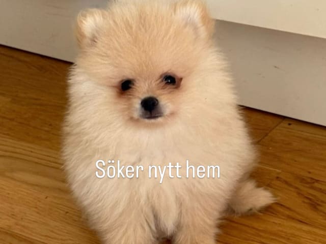 Pomeranian · Västerås · Zelda_zelda