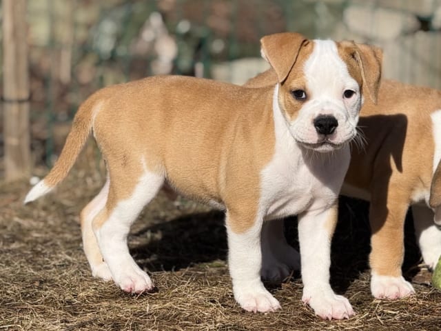 Continental Bulldog