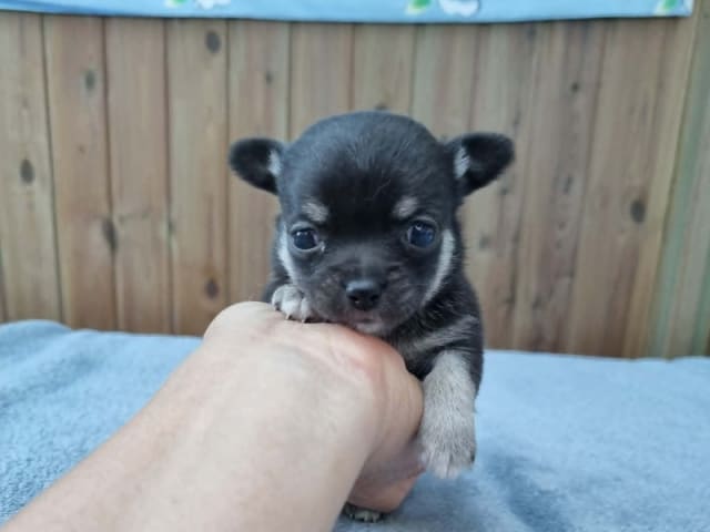Chihuahua · Hjørring · All Unique