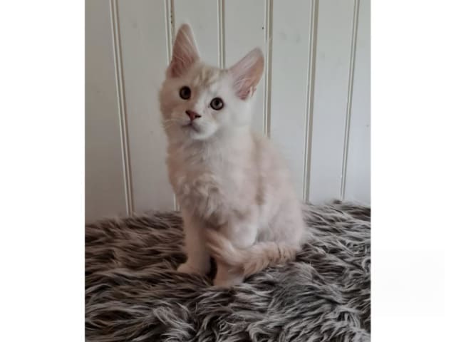 Maine Coon · Glanshammar · SE*Trollius New Moon